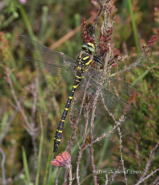 Golden Ringed Dragonfly male Catherton 23 7 06 IMG_5902